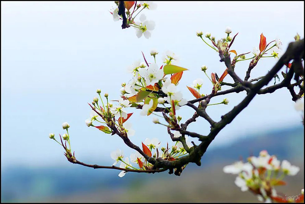 【春天,广西桂林灌阳县向您发出邀请!】我们在灌阳看梨花 - 游山玩水 - 巢湖生活社区 - 巢湖28生活网 ch.28life.com