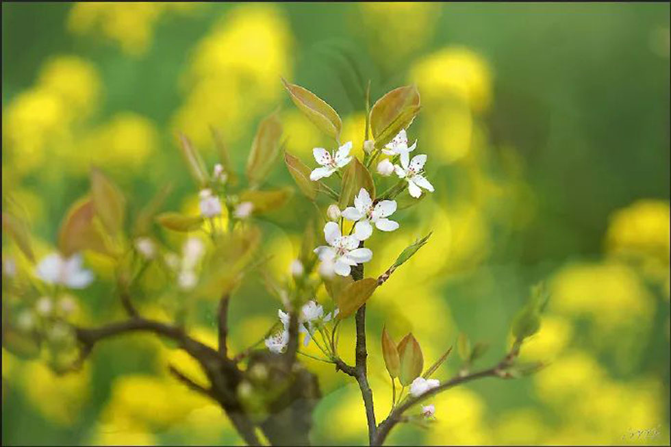 【春天,广西桂林灌阳县向您发出邀请!】我们在灌阳看梨花 - 游山玩水 - 巢湖生活社区 - 巢湖28生活网 ch.28life.com