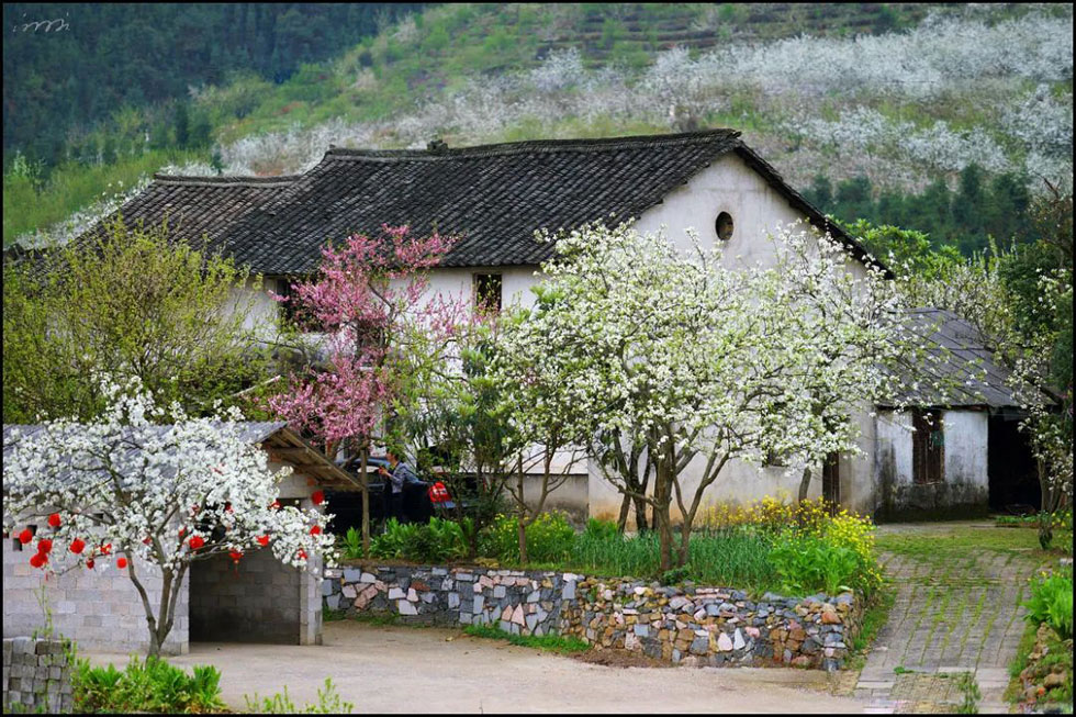 【春天,广西桂林灌阳县向您发出邀请!】我们在灌阳看梨花 - 游山玩水 - 巢湖生活社区 - 巢湖28生活网 ch.28life.com