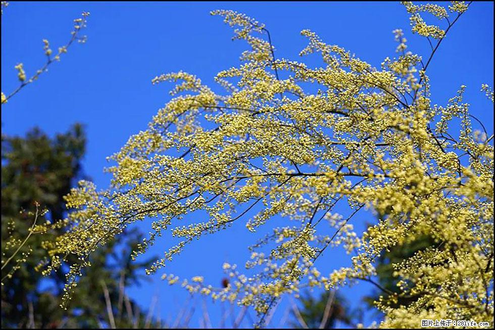 【春天,广西桂林灌阳县向您发出邀请!】米珠山前有片山苍子花在飘香 - 游山玩水 - 巢湖生活社区 - 巢湖28生活网 ch.28life.com