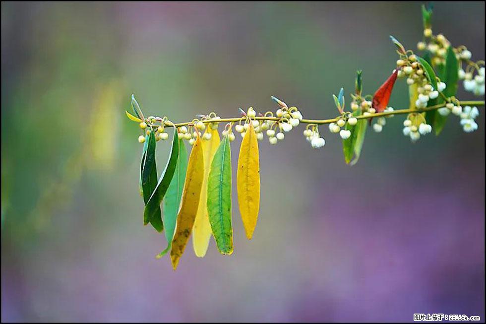 【春天,广西桂林灌阳县向您发出邀请!】米珠山前有片山苍子花在飘香 - 游山玩水 - 巢湖生活社区 - 巢湖28生活网 ch.28life.com