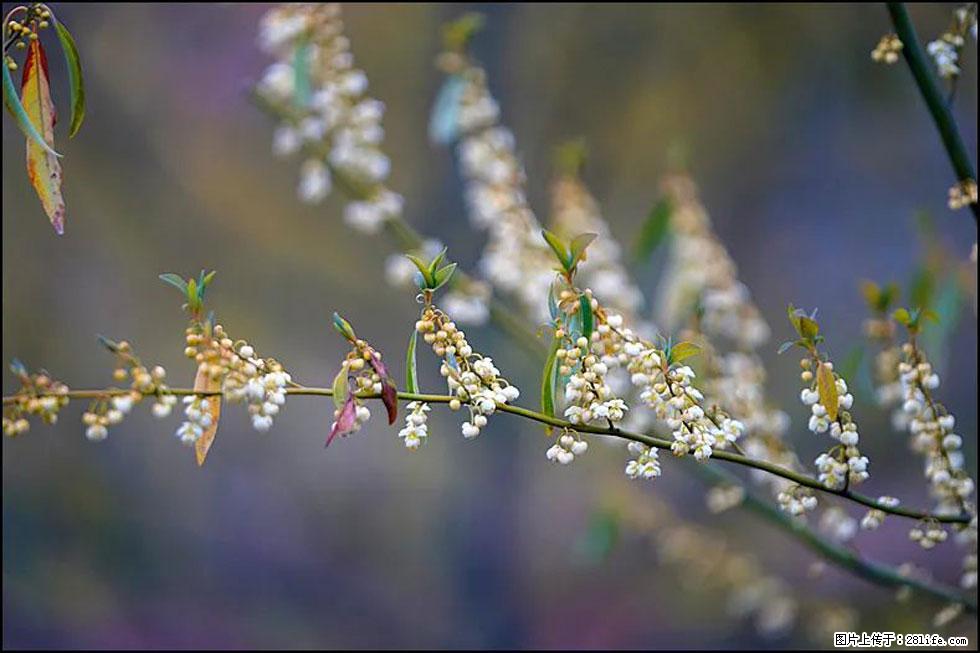 【春天,广西桂林灌阳县向您发出邀请!】米珠山前有片山苍子花在飘香 - 游山玩水 - 巢湖生活社区 - 巢湖28生活网 ch.28life.com
