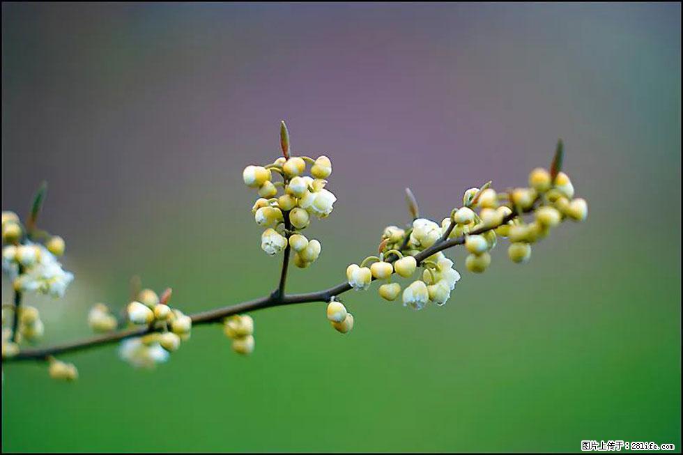 【春天,广西桂林灌阳县向您发出邀请!】米珠山前有片山苍子花在飘香 - 游山玩水 - 巢湖生活社区 - 巢湖28生活网 ch.28life.com