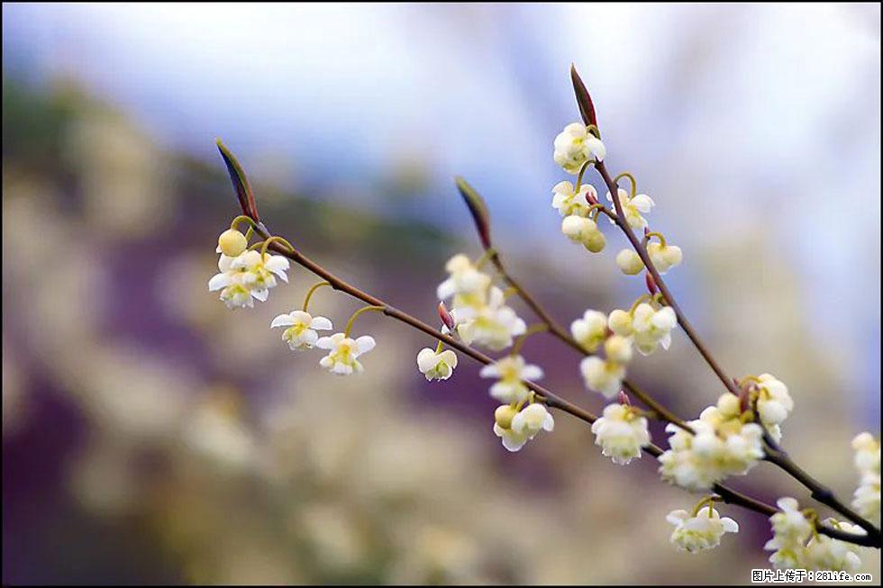 【春天,广西桂林灌阳县向您发出邀请!】米珠山前有片山苍子花在飘香 - 游山玩水 - 巢湖生活社区 - 巢湖28生活网 ch.28life.com