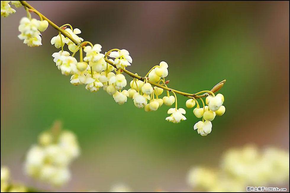 【春天,广西桂林灌阳县向您发出邀请!】米珠山前有片山苍子花在飘香 - 游山玩水 - 巢湖生活社区 - 巢湖28生活网 ch.28life.com