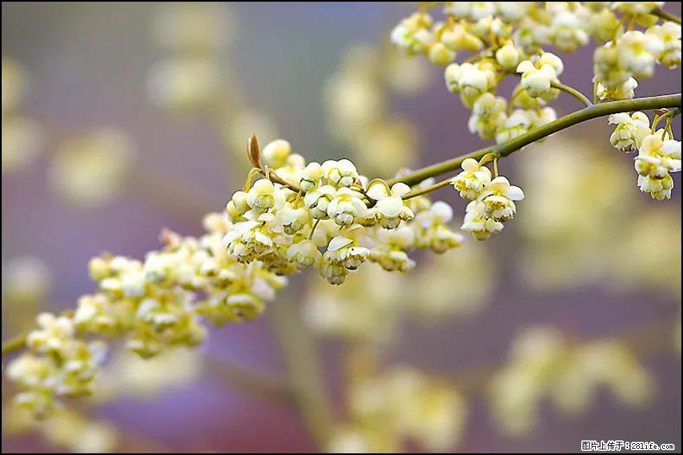 【春天,广西桂林灌阳县向您发出邀请!】米珠山前有片山苍子花在飘香 - 游山玩水 - 巢湖生活社区 - 巢湖28生活网 ch.28life.com