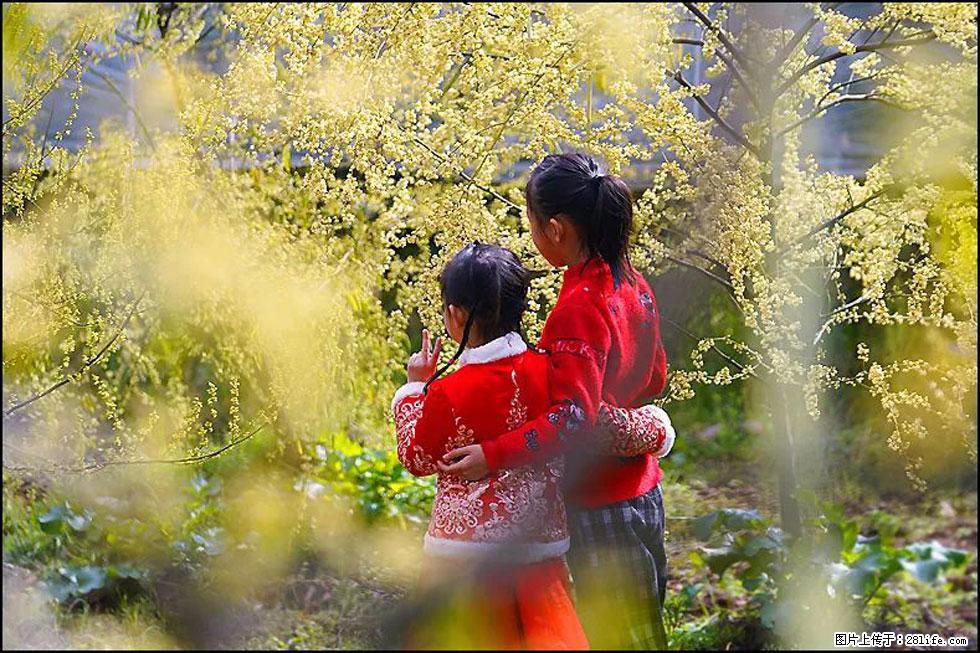 【春天,广西桂林灌阳县向您发出邀请!】米珠山前有片山苍子花在飘香 - 游山玩水 - 巢湖生活社区 - 巢湖28生活网 ch.28life.com