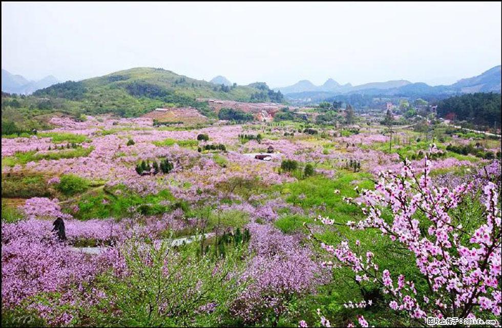 【春天,广西桂林灌阳县向您发出邀请!】官庄村有个醉美的桃花园 - 游山玩水 - 巢湖生活社区 - 巢湖28生活网 ch.28life.com
