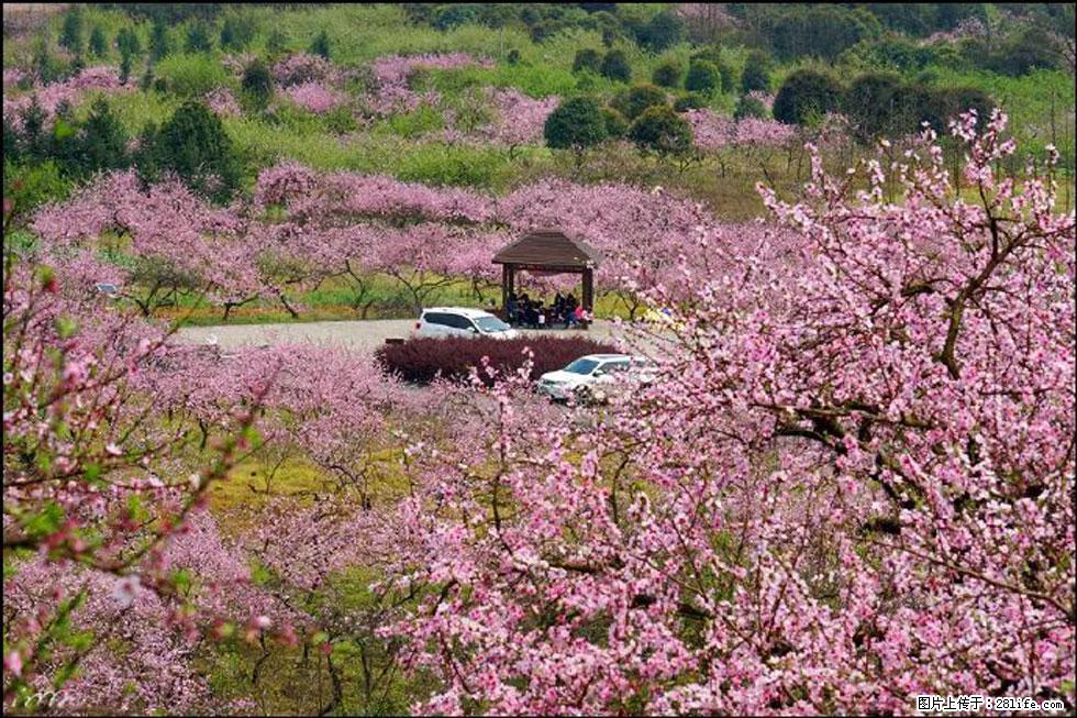 【春天,广西桂林灌阳县向您发出邀请!】官庄村有个醉美的桃花园 - 游山玩水 - 巢湖生活社区 - 巢湖28生活网 ch.28life.com
