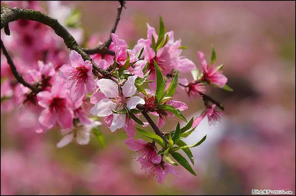 【春天,广西桂林灌阳县向您发出邀请!】官庄村有个醉美的桃花园 - 游山玩水 - 巢湖生活社区 - 巢湖28生活网 ch.28life.com