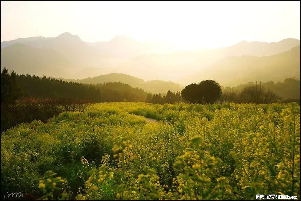 【春天,广西桂林灌阳县向您发出邀请!】长坪村油菜盛情花开 - 游山玩水 - 巢湖生活社区 - 巢湖28生活网 ch.28life.com