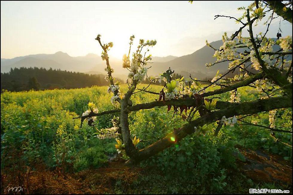 【春天,广西桂林灌阳县向您发出邀请!】长坪村油菜盛情花开 - 游山玩水 - 巢湖生活社区 - 巢湖28生活网 ch.28life.com