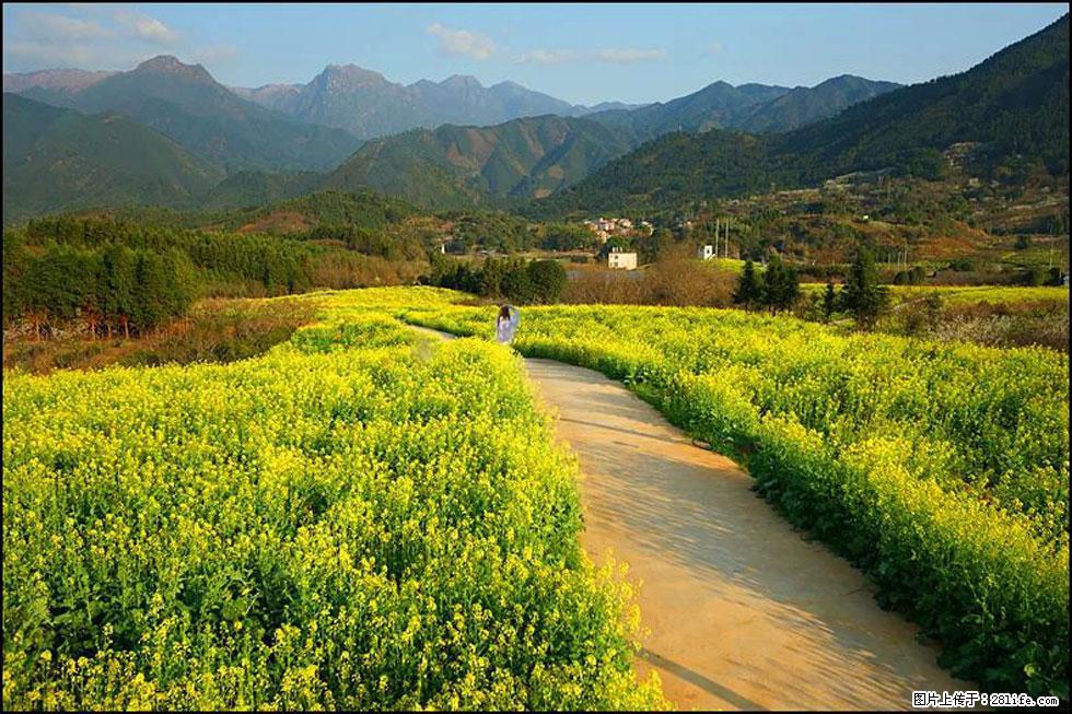 【春天,广西桂林灌阳县向您发出邀请!】长坪村油菜盛情花开 - 游山玩水 - 巢湖生活社区 - 巢湖28生活网 ch.28life.com