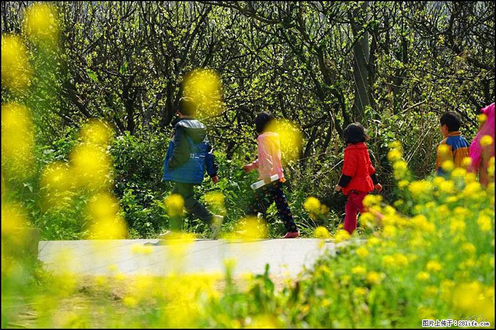 【春天,广西桂林灌阳县向您发出邀请!】长坪村油菜盛情花开 - 游山玩水 - 巢湖生活社区 - 巢湖28生活网 ch.28life.com