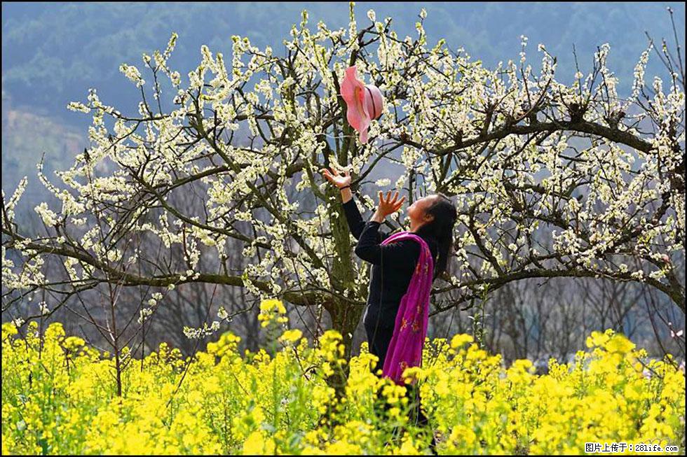 【春天,广西桂林灌阳县向您发出邀请!】长坪村油菜盛情花开 - 游山玩水 - 巢湖生活社区 - 巢湖28生活网 ch.28life.com