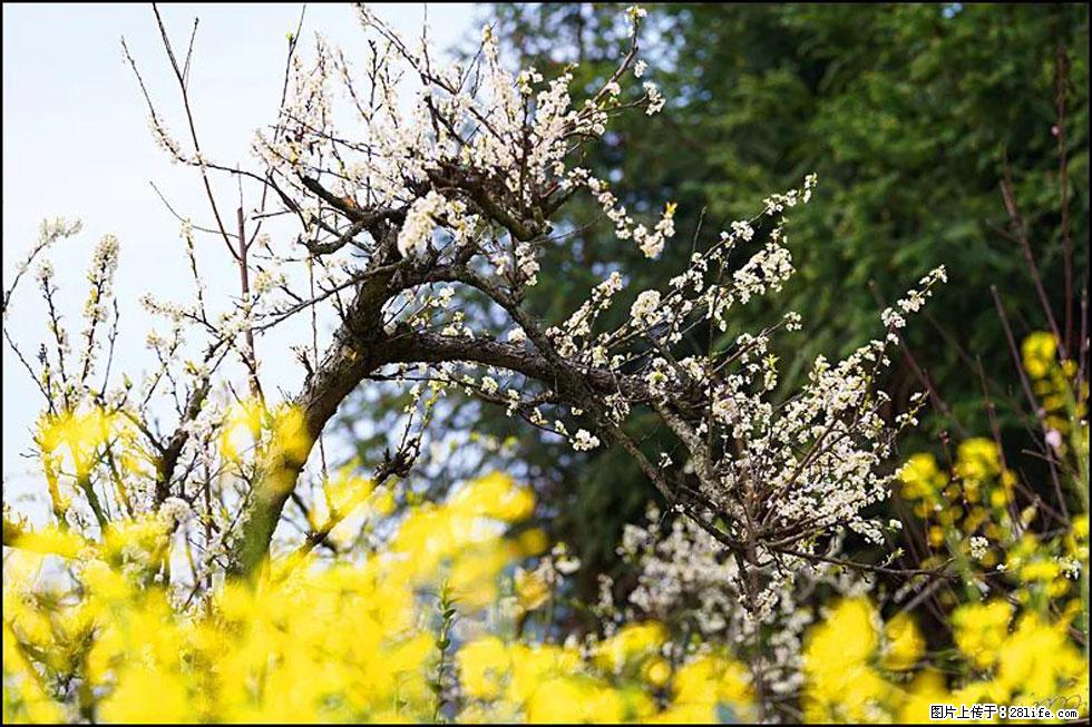 【春天,广西桂林灌阳县向您发出邀请!】长坪村油菜盛情花开 - 游山玩水 - 巢湖生活社区 - 巢湖28生活网 ch.28life.com