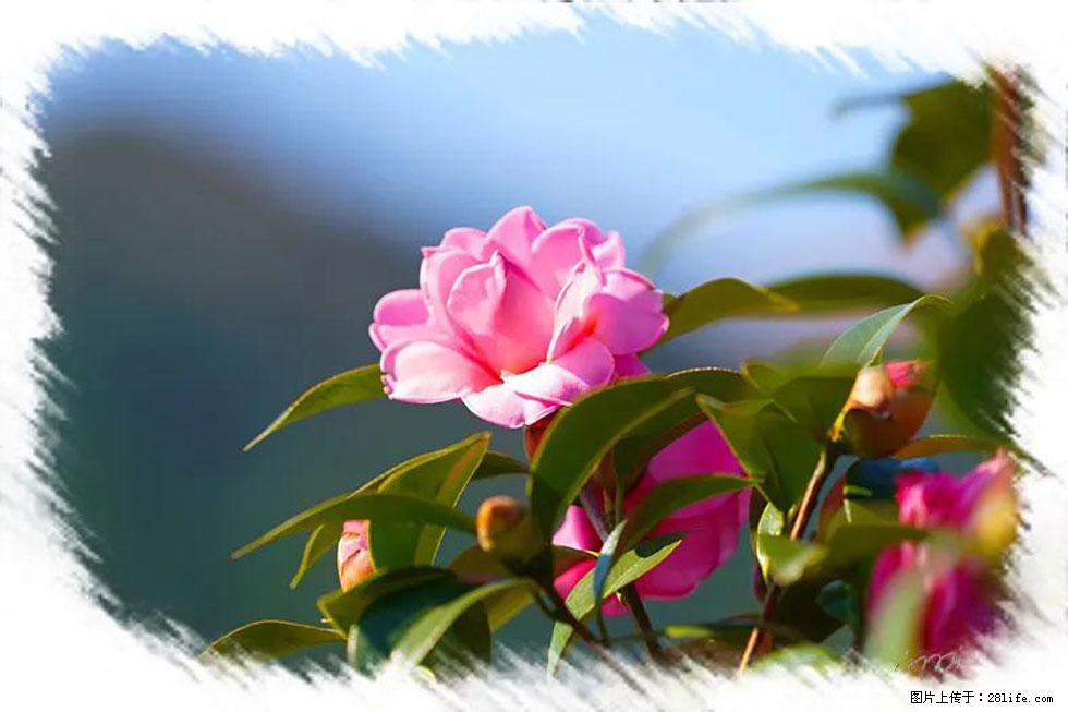 【春天,广西桂林灌阳县向您发出邀请!】杨柳井茶花惹人爱 - 游山玩水 - 巢湖生活社区 - 巢湖28生活网 ch.28life.com