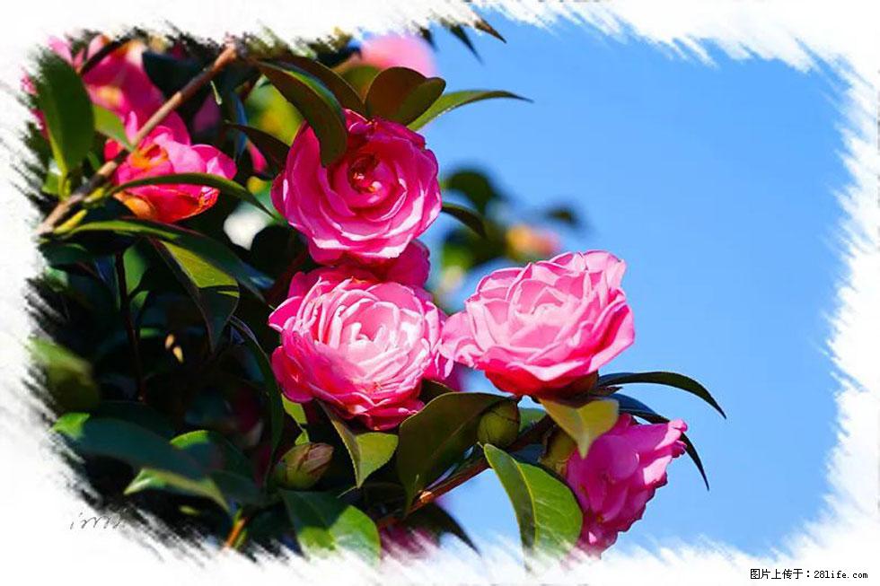 【春天,广西桂林灌阳县向您发出邀请!】杨柳井茶花惹人爱 - 游山玩水 - 巢湖生活社区 - 巢湖28生活网 ch.28life.com