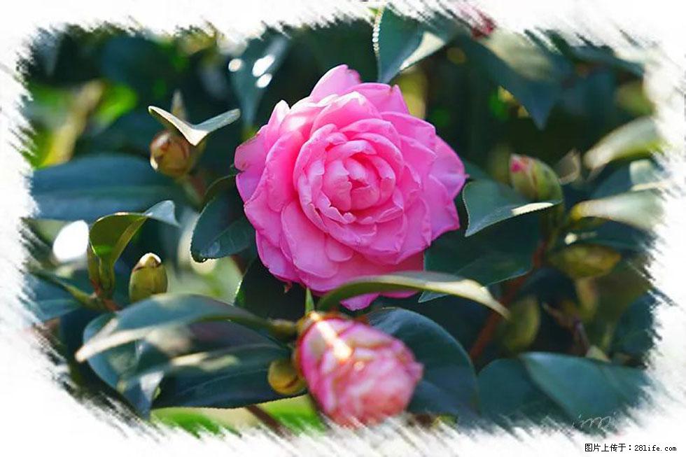 【春天,广西桂林灌阳县向您发出邀请!】杨柳井茶花惹人爱 - 游山玩水 - 巢湖生活社区 - 巢湖28生活网 ch.28life.com