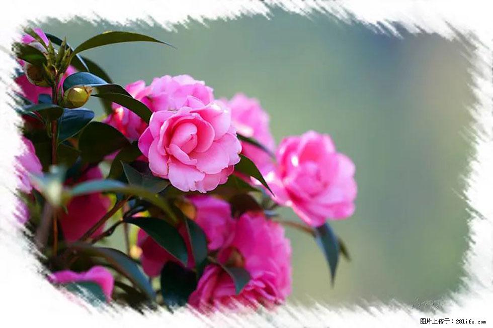 【春天,广西桂林灌阳县向您发出邀请!】杨柳井茶花惹人爱 - 游山玩水 - 巢湖生活社区 - 巢湖28生活网 ch.28life.com