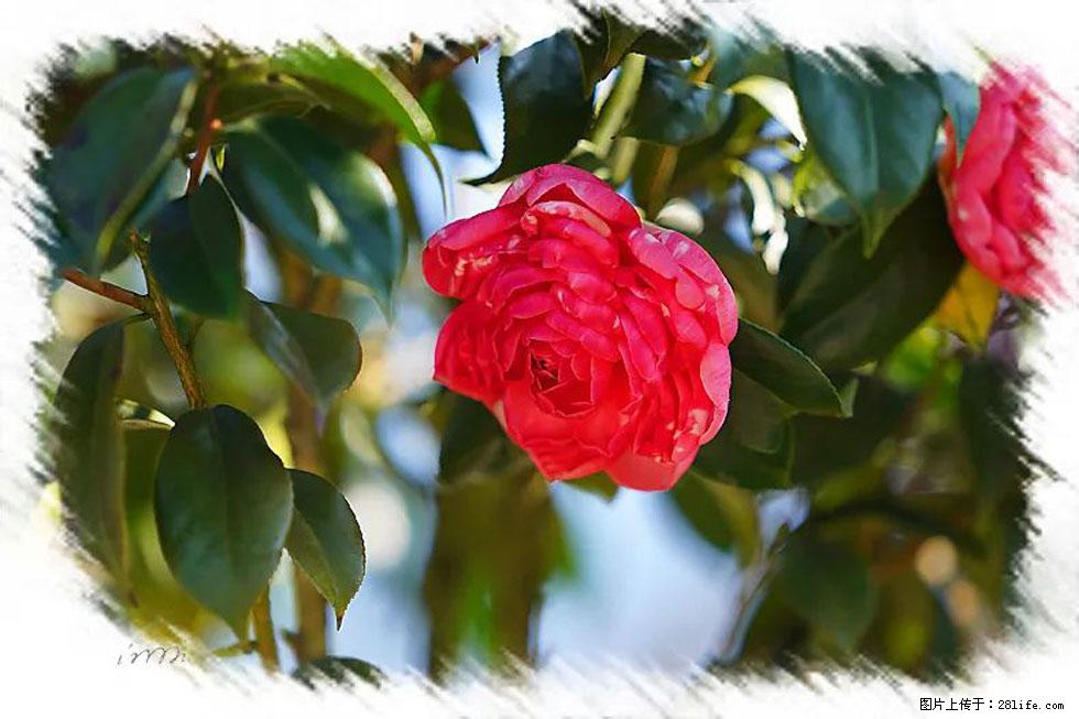 【春天,广西桂林灌阳县向您发出邀请!】杨柳井茶花惹人爱 - 游山玩水 - 巢湖生活社区 - 巢湖28生活网 ch.28life.com