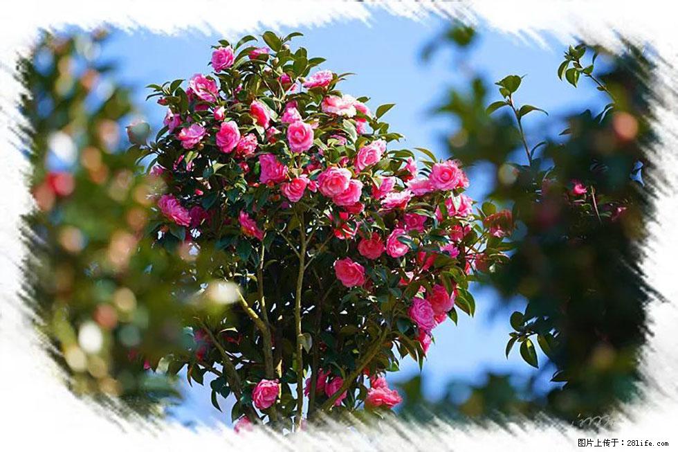 【春天,广西桂林灌阳县向您发出邀请!】杨柳井茶花惹人爱 - 游山玩水 - 巢湖生活社区 - 巢湖28生活网 ch.28life.com