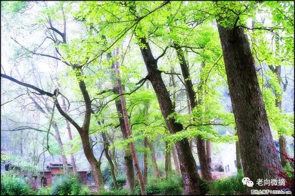 【春天，广西桂林灌阳县向您发出邀请！】在小龙村与春天约会 - 游山玩水 - 巢湖生活社区 - 巢湖28生活网 ch.28life.com