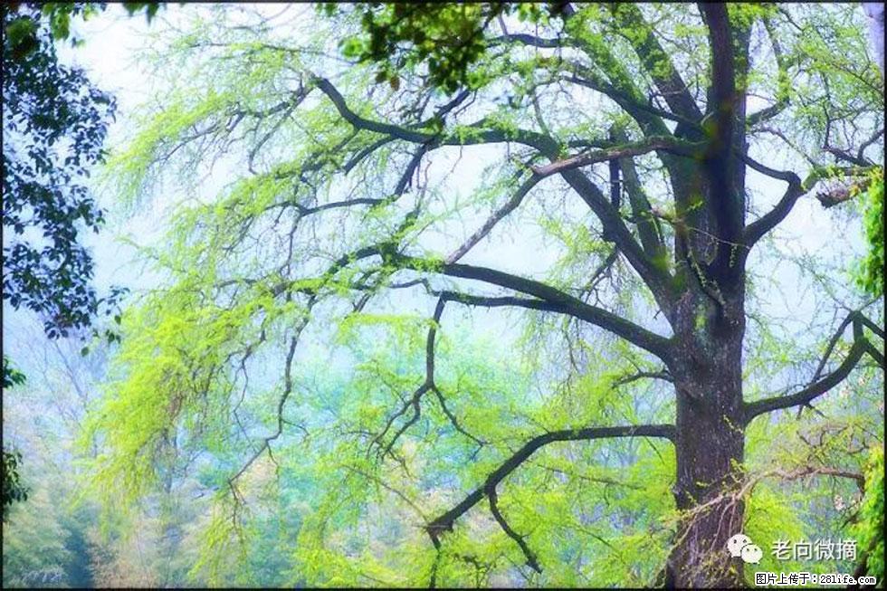 【春天，广西桂林灌阳县向您发出邀请！】在小龙村与春天约会 - 游山玩水 - 巢湖生活社区 - 巢湖28生活网 ch.28life.com