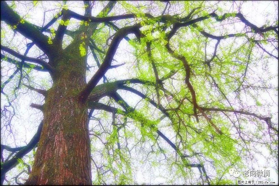 【春天，广西桂林灌阳县向您发出邀请！】在小龙村与春天约会 - 游山玩水 - 巢湖生活社区 - 巢湖28生活网 ch.28life.com