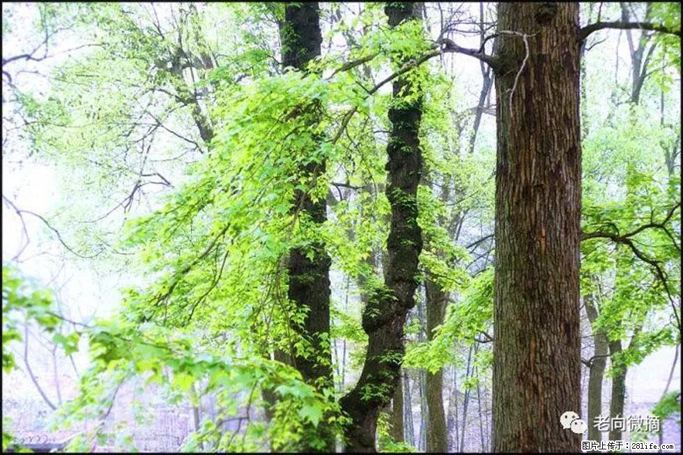 【春天，广西桂林灌阳县向您发出邀请！】在小龙村与春天约会 - 游山玩水 - 巢湖生活社区 - 巢湖28生活网 ch.28life.com