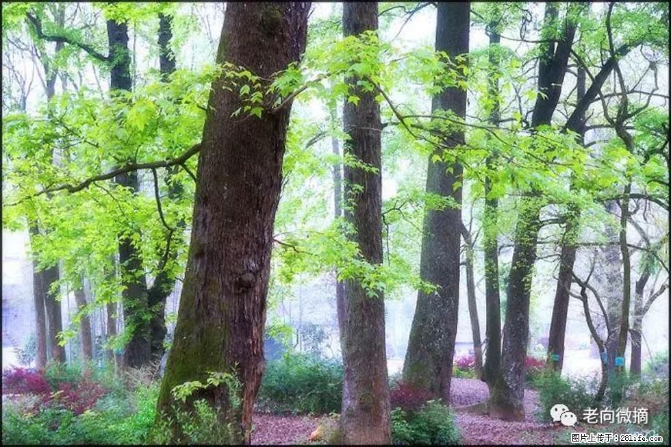 【春天，广西桂林灌阳县向您发出邀请！】在小龙村与春天约会 - 游山玩水 - 巢湖生活社区 - 巢湖28生活网 ch.28life.com