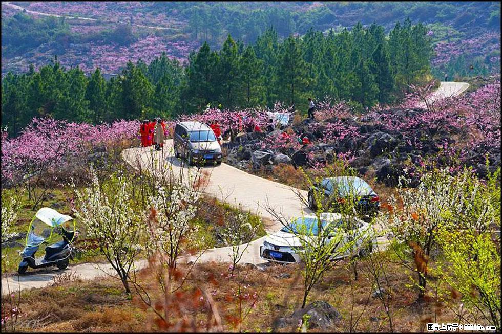 【春天，广西桂林灌阳县向您发出邀请！】望月岭上桃花开 - 游山玩水 - 巢湖生活社区 - 巢湖28生活网 ch.28life.com