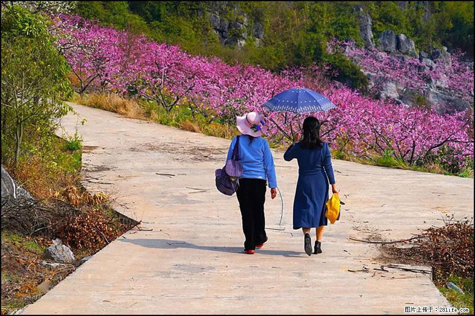 【春天，广西桂林灌阳县向您发出邀请！】望月岭上桃花开 - 游山玩水 - 巢湖生活社区 - 巢湖28生活网 ch.28life.com