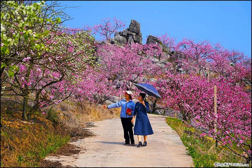 【春天，广西桂林灌阳县向您发出邀请！】望月岭上桃花开 - 游山玩水 - 巢湖生活社区 - 巢湖28生活网 ch.28life.com