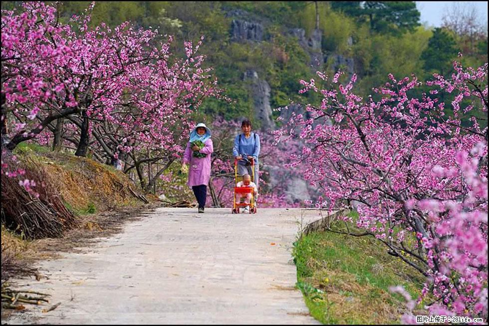 【春天，广西桂林灌阳县向您发出邀请！】望月岭上桃花开 - 游山玩水 - 巢湖生活社区 - 巢湖28生活网 ch.28life.com