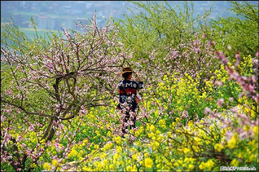 【春天，广西桂林灌阳县向您发出邀请！】望月岭上桃花开 - 游山玩水 - 巢湖生活社区 - 巢湖28生活网 ch.28life.com