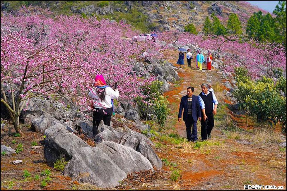 【春天，广西桂林灌阳县向您发出邀请！】望月岭上桃花开 - 游山玩水 - 巢湖生活社区 - 巢湖28生活网 ch.28life.com