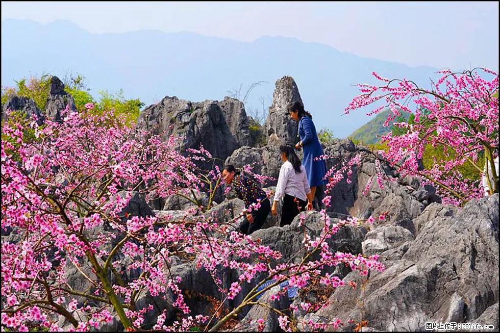【春天，广西桂林灌阳县向您发出邀请！】望月岭上桃花开 - 游山玩水 - 巢湖生活社区 - 巢湖28生活网 ch.28life.com