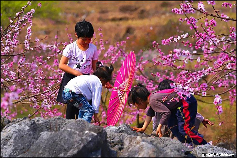 【春天，广西桂林灌阳县向您发出邀请！】望月岭上桃花开 - 游山玩水 - 巢湖生活社区 - 巢湖28生活网 ch.28life.com