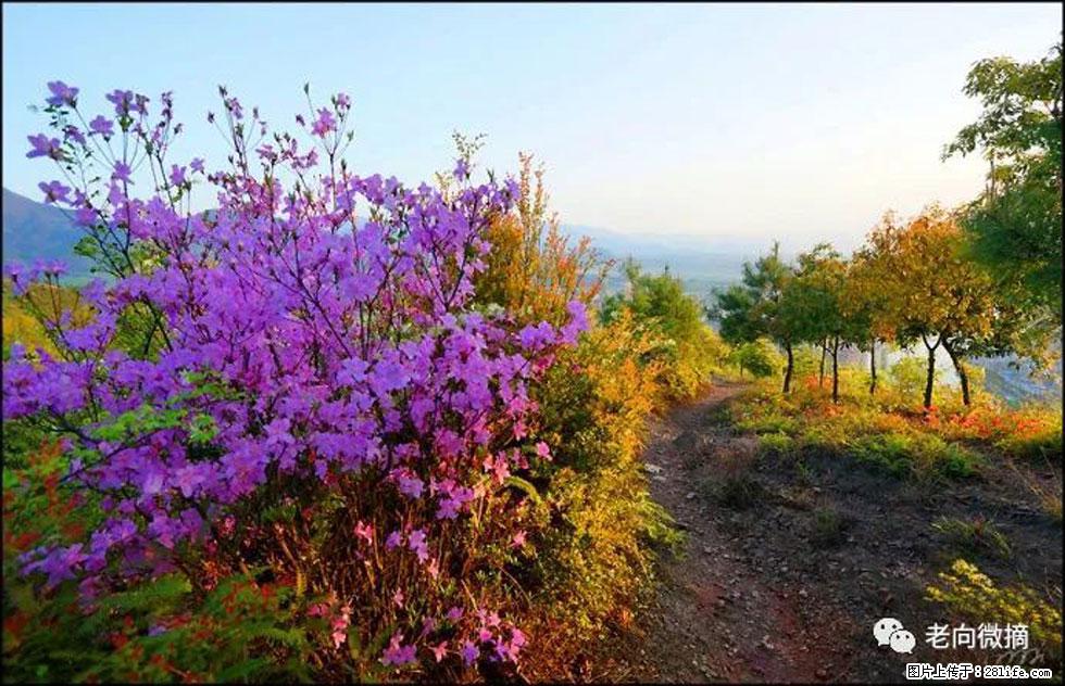 【春天，广西桂林灌阳县向您发出邀请！】登麒麟山，相约映山红 - 游山玩水 - 巢湖生活社区 - 巢湖28生活网 ch.28life.com