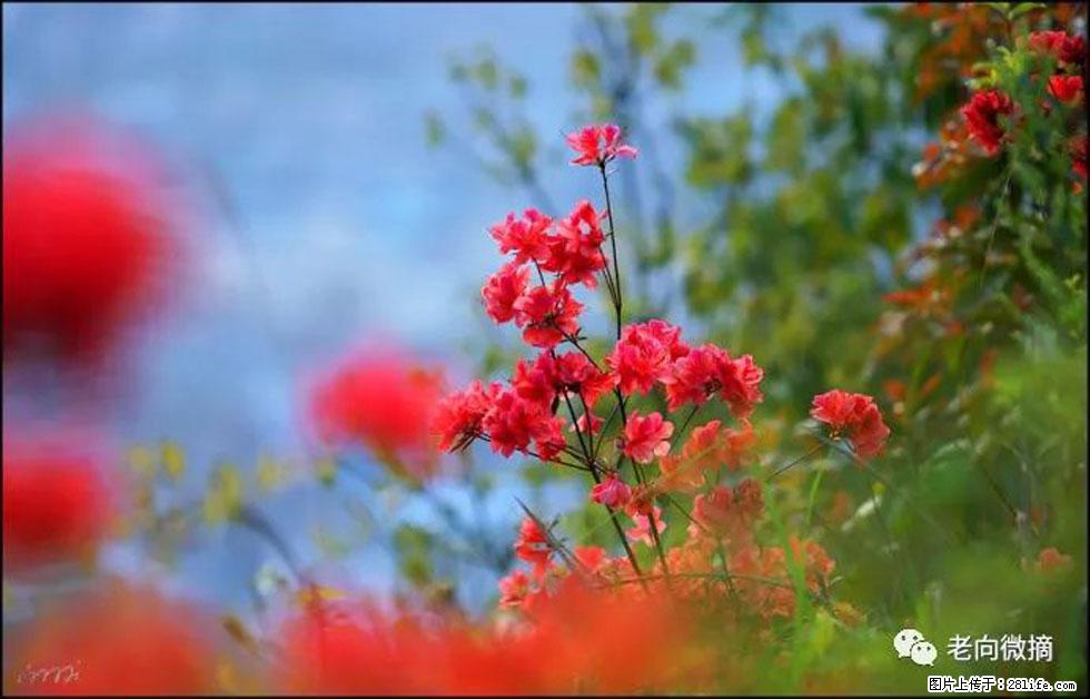 【春天，广西桂林灌阳县向您发出邀请！】登麒麟山，相约映山红 - 游山玩水 - 巢湖生活社区 - 巢湖28生活网 ch.28life.com