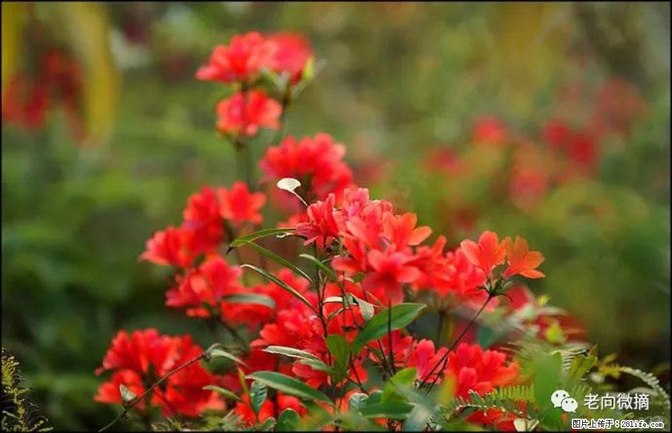 【春天，广西桂林灌阳县向您发出邀请！】登麒麟山，相约映山红 - 游山玩水 - 巢湖生活社区 - 巢湖28生活网 ch.28life.com