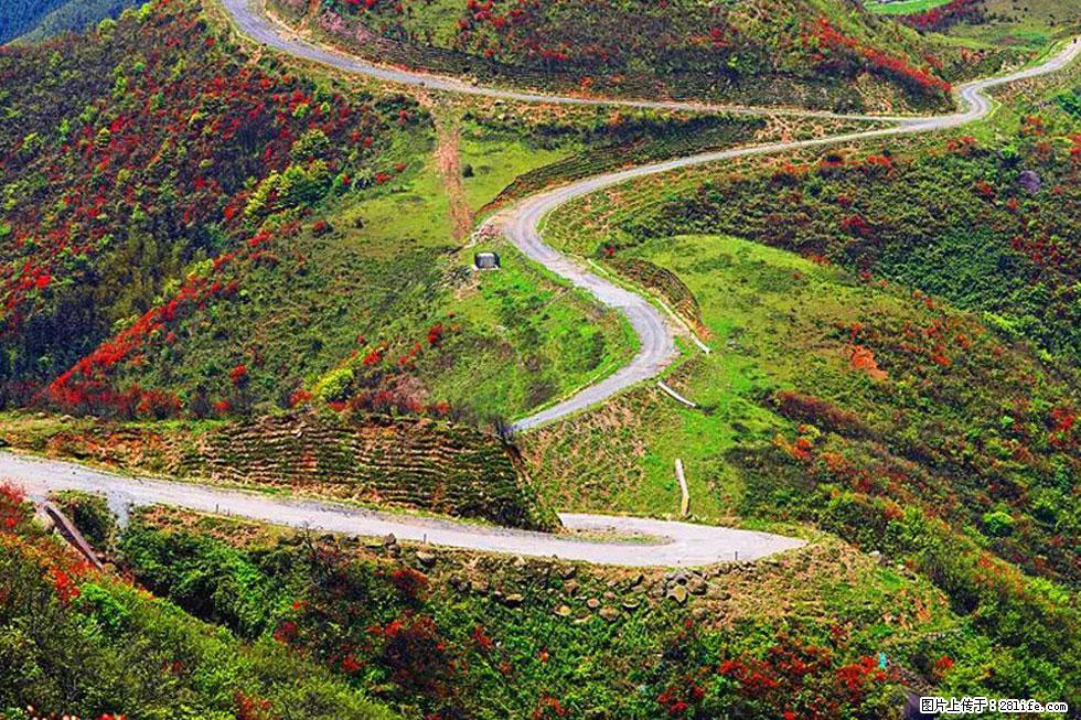 【春天，广西桂林灌阳县向您发出邀请！】春木界上映山红 - 游山玩水 - 巢湖生活社区 - 巢湖28生活网 ch.28life.com