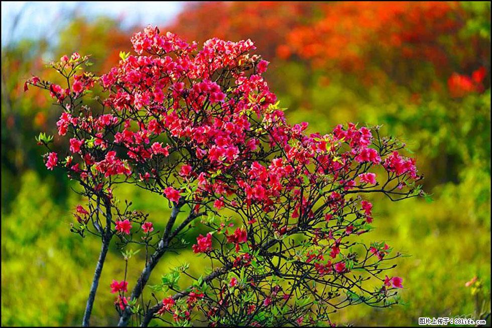 【春天，广西桂林灌阳县向您发出邀请！】春木界上映山红 - 游山玩水 - 巢湖生活社区 - 巢湖28生活网 ch.28life.com
