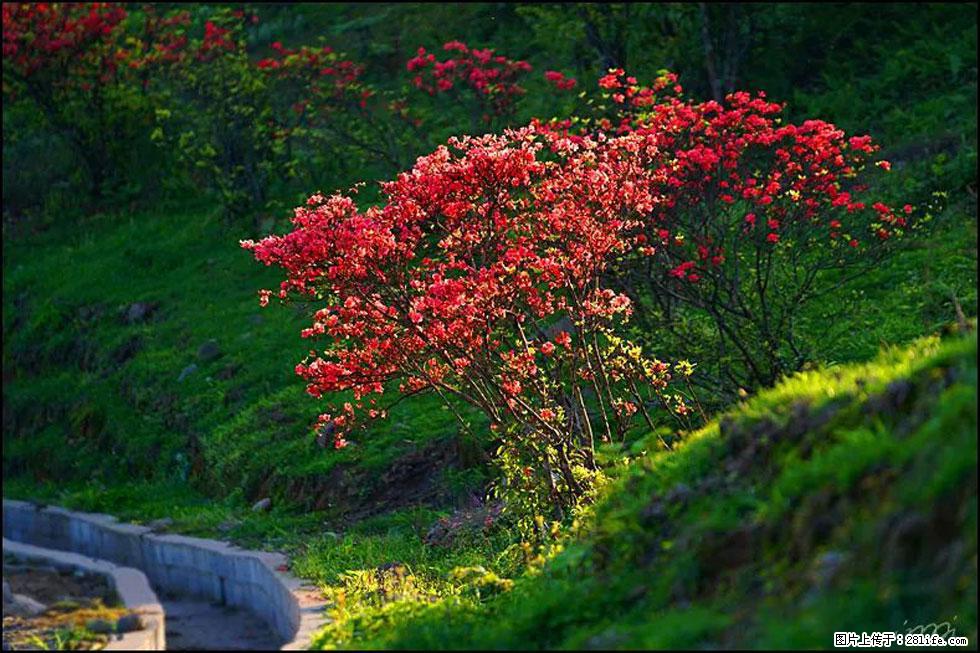 【春天，广西桂林灌阳县向您发出邀请！】春木界上映山红 - 游山玩水 - 巢湖生活社区 - 巢湖28生活网 ch.28life.com