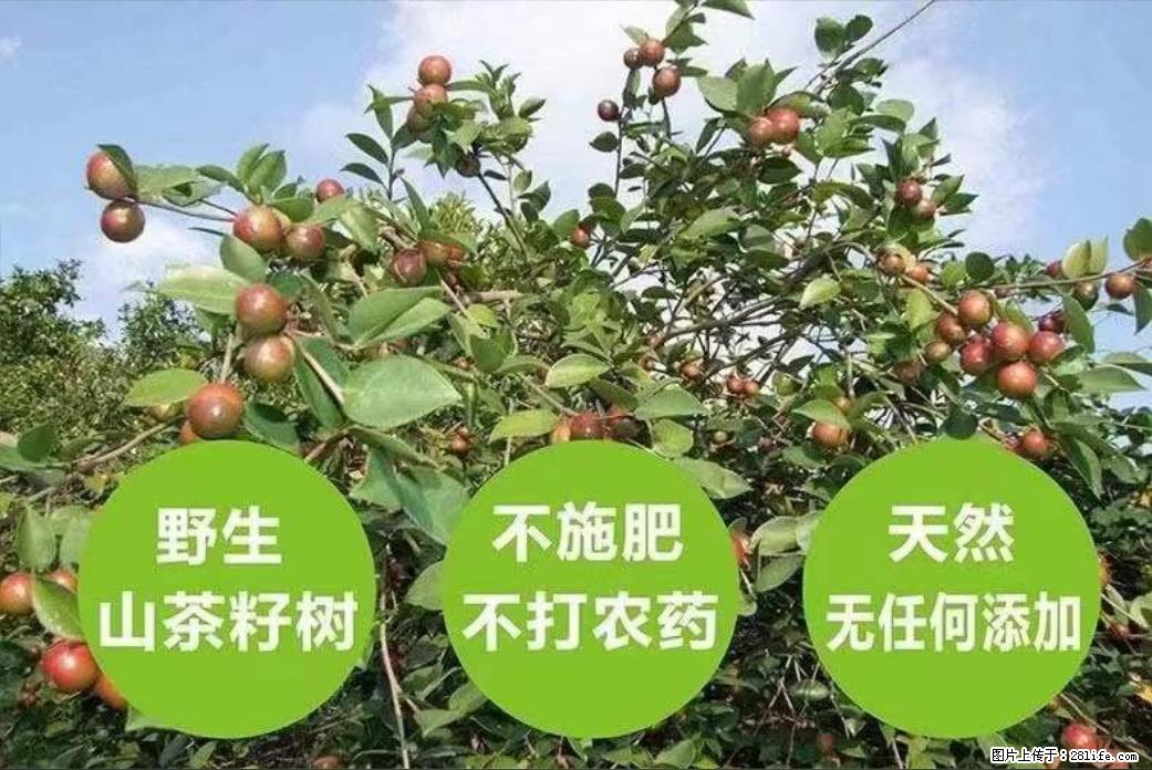 【灌阳县油茶产业示范区】一个有着充实的精神生活的人,对待身外之物自会有一种淡泊的态度 - 美食天地 - 巢湖生活社区 - 巢湖28生活网 ch.28life.com