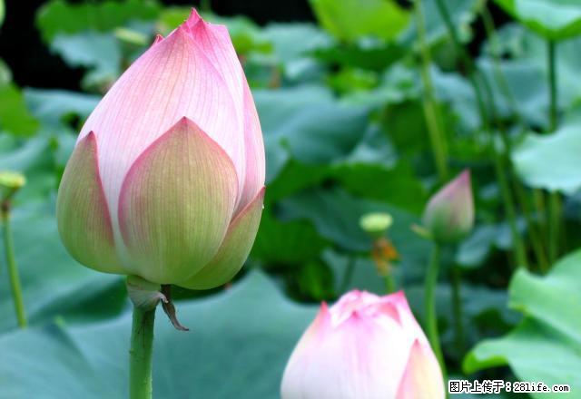 国际花城 2室1厅 好房出租 - 房屋出租 - 房屋租售 - 巢湖分类信息 - 巢湖28生活网 ch.28life.com