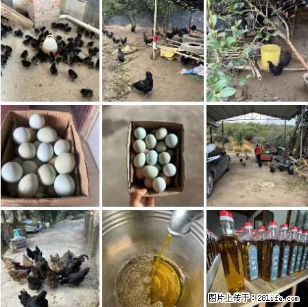 油茶园从小鸡仔开始养起的纯土鸡、土鸡蛋可以预定啦!还有前几天刚榨的纯山茶油哦 - 美食天地 - 巢湖生活社区 - 巢湖28生活网 ch.28life.com