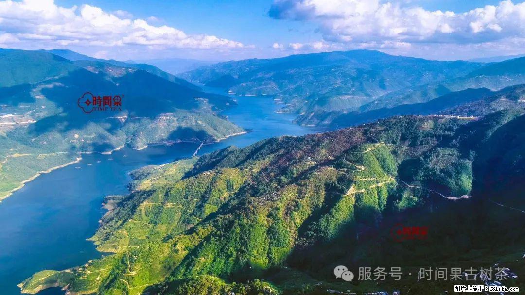 时间果百年古树龙珠普洱生茶 - 购物交流 - 巢湖生活社区 - 巢湖28生活网 ch.28life.com