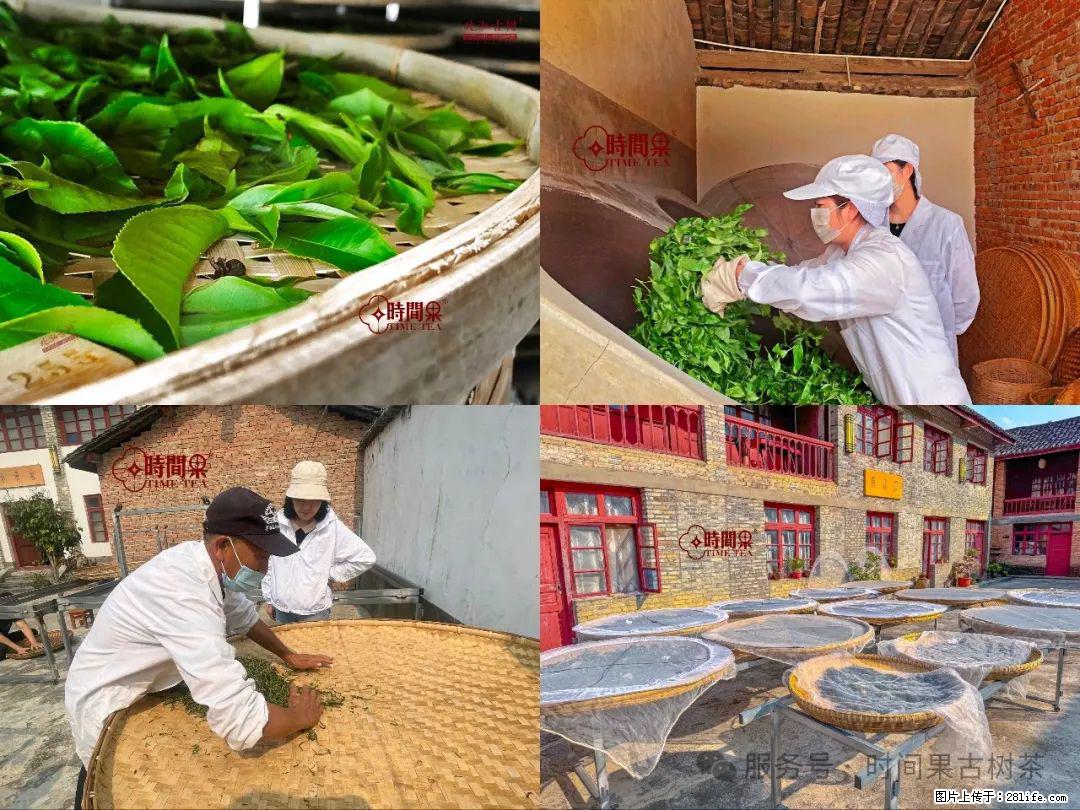 时间果百年古树龙珠普洱生茶 - 购物交流 - 巢湖生活社区 - 巢湖28生活网 ch.28life.com
